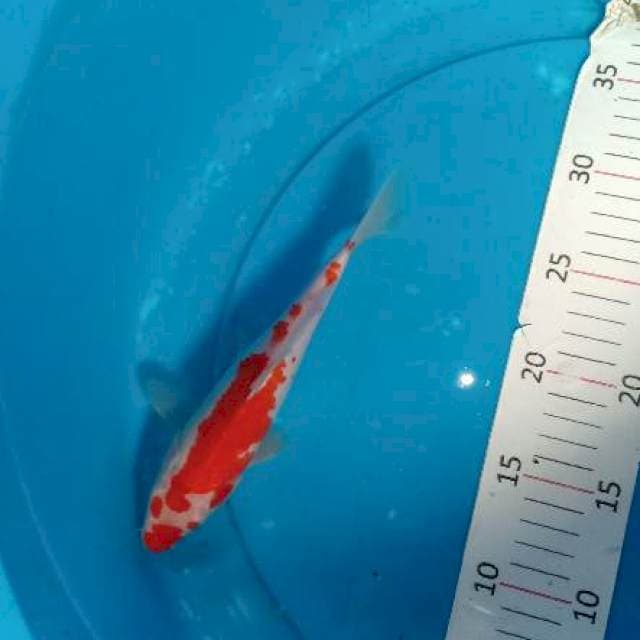 Kohaku 1