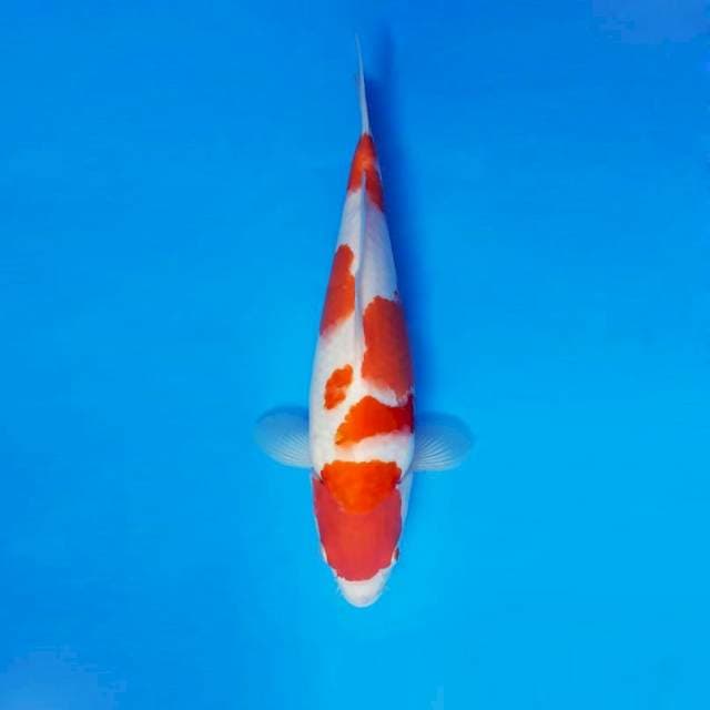 HANA 1 - KOHAKU ®