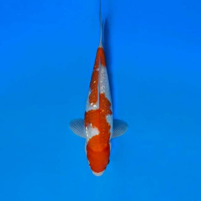 HANA 8 - INAZUMA KOHAKU ®