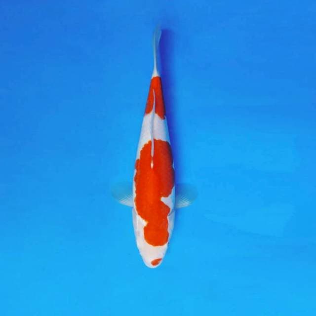 HANA 15 - KOHAKU ®