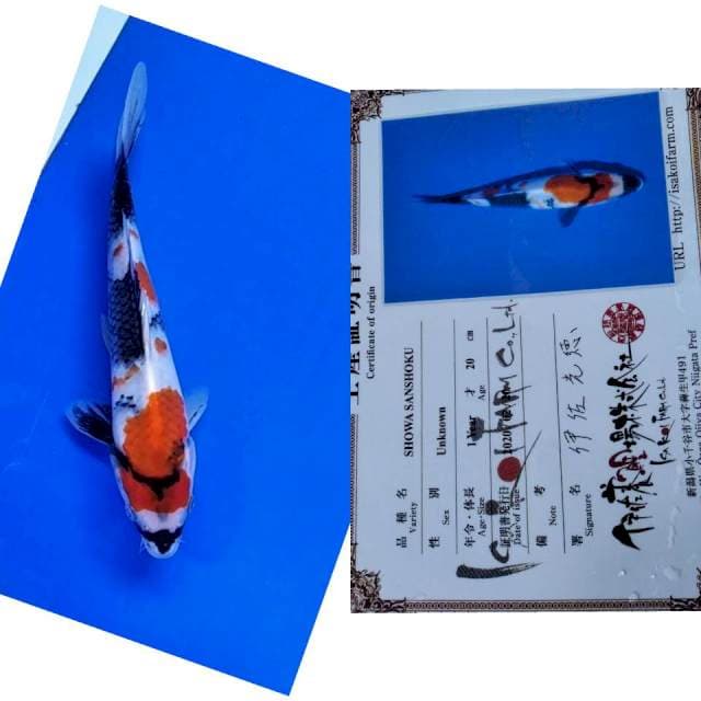 Showa Isa import