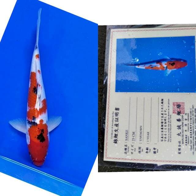 Sanke import marusei