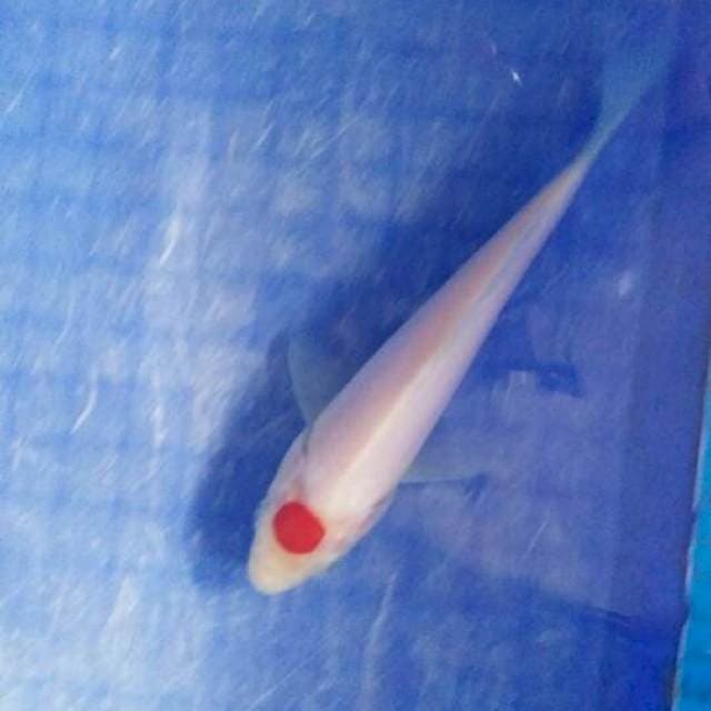tc kohaku 15cm