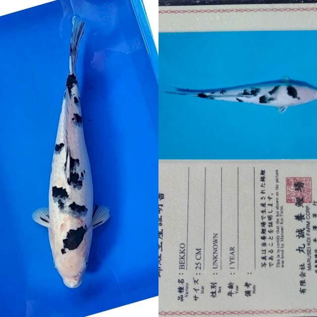 Shiro bekko import marusei