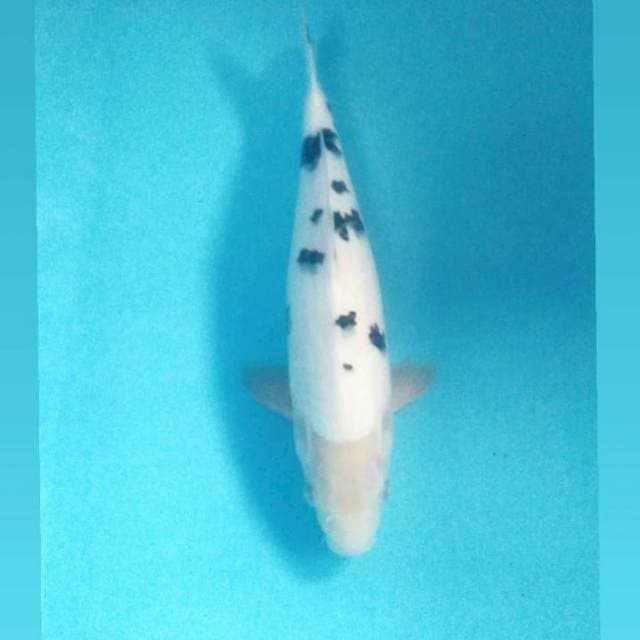Bekko SQ, Male 35 cm