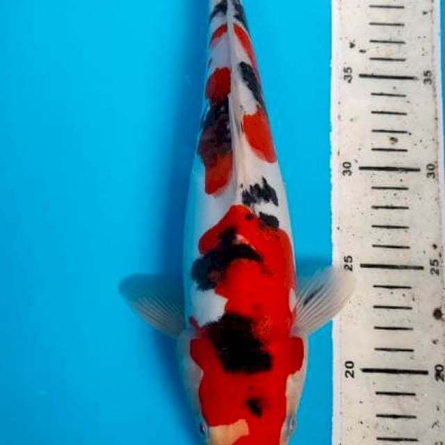 Sanke doitsu 30 cm male