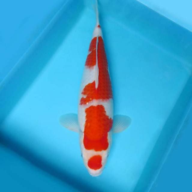 IZUMO NINE ~ Maruten kohaku berpunuk