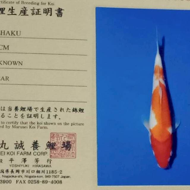 Kohaku import body joss marusei farm
