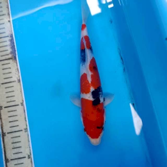 Showa male 29 cm