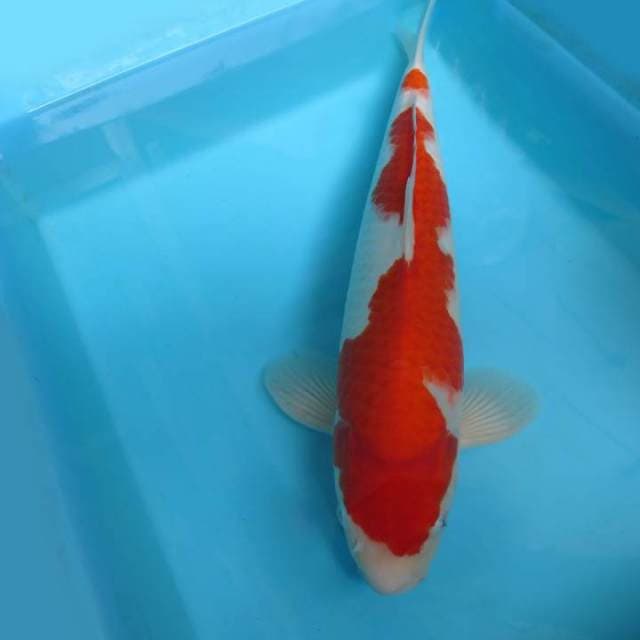 IZUMO TEN ~ Kohaku