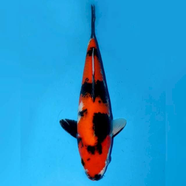SHOWA SANSHOKU