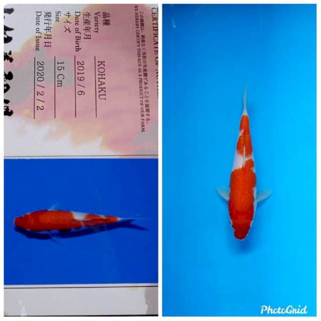 Kohaku sakai yamamatsu