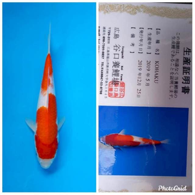 Kohaku taniguchi farm