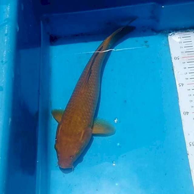 Chagoi 30cm