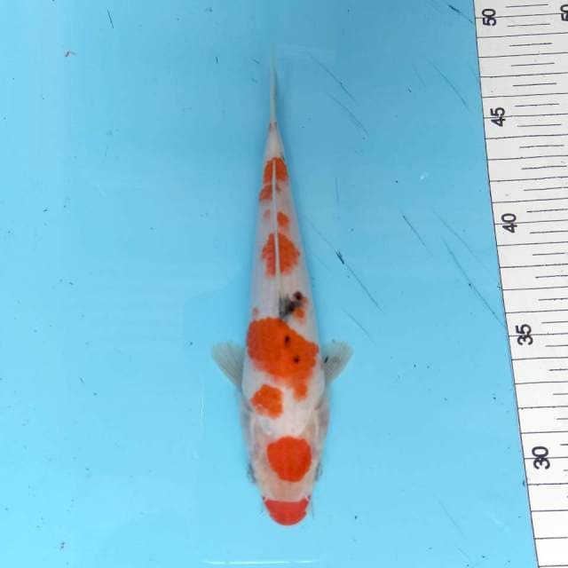ND NGINDAI LIPENAN 19CM