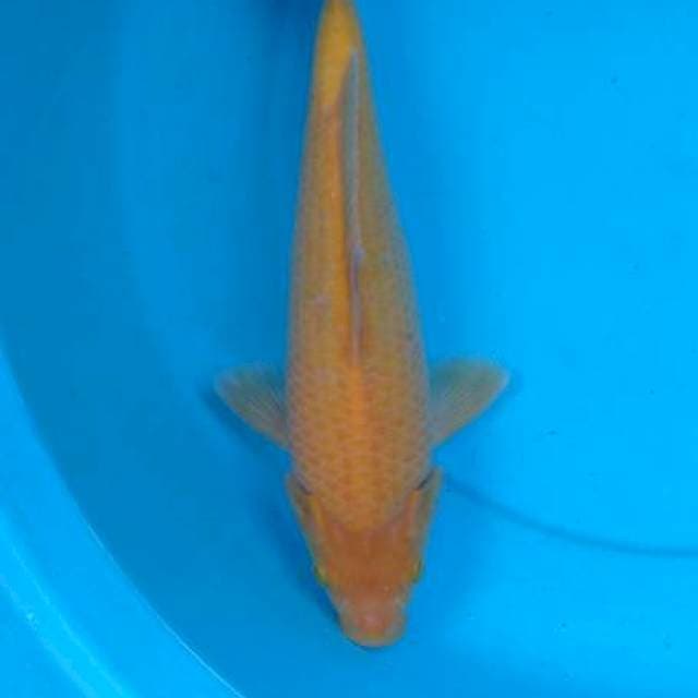 Karashi 32 cm