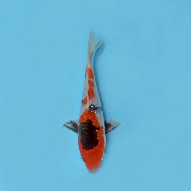 ND NGGINRIN NYIP 17CM
