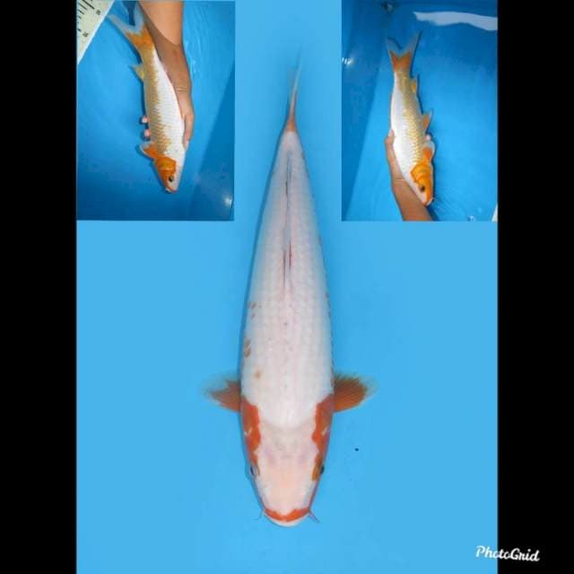 33cm  , Pelengkap Koleksi -  Yuki Asagi F1 