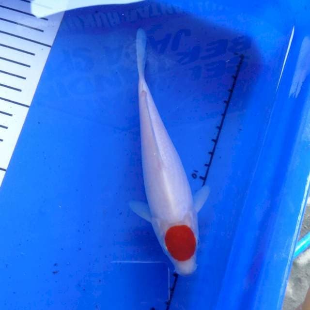 SQ tancho 18cm