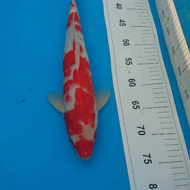 STRONG KOHAKU 40cm