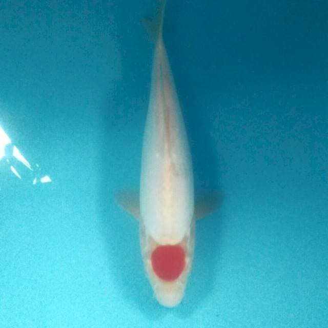 Tancho Kohaku Doitsu, 31 cm