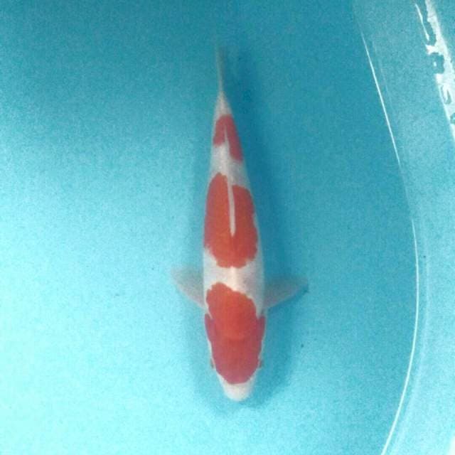 Kohaku, 27 cm