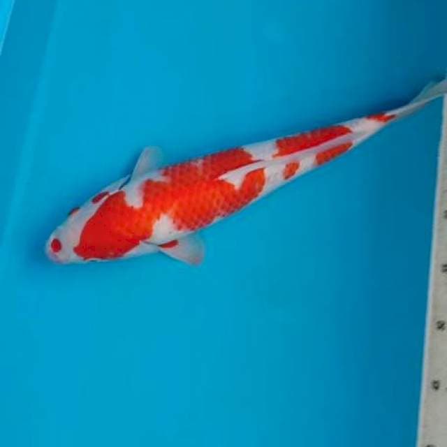 JANTAN
