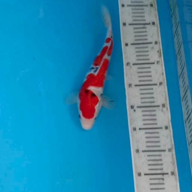 red STROOOOOG