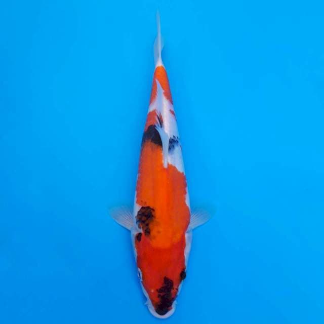 Showa 29cm