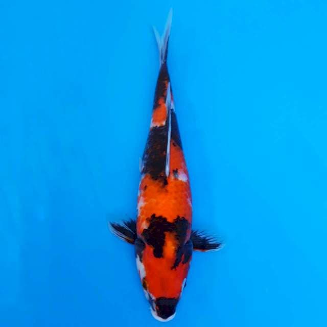 Showa 33cm