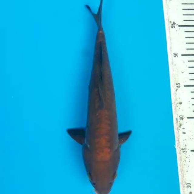 Cagoi doit 31cm