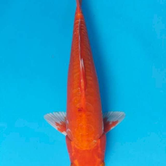Oranji doit 30cm