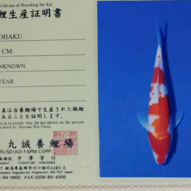 Kohaku import marusei farm