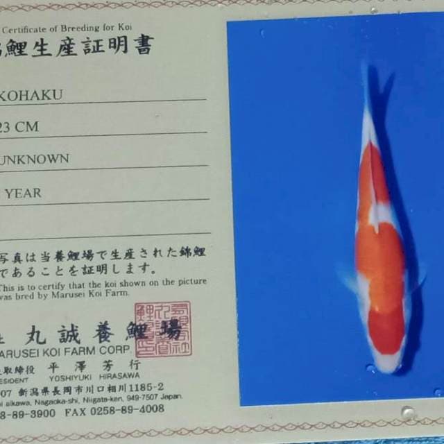 Kohaku import marusei farm