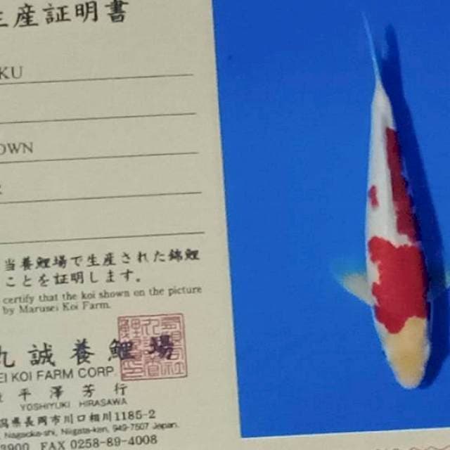 Kohaku import marusei farm