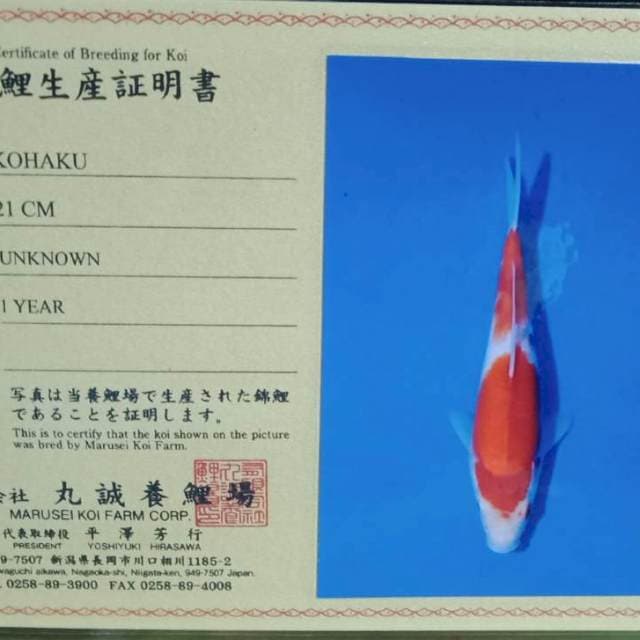 Kohaku body top marusei farm