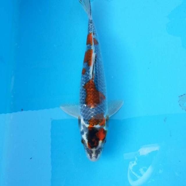 Gosiko maruten HQ 23cm