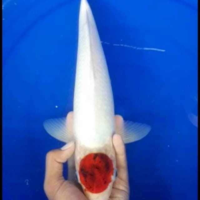 Tanco goromo 38cm