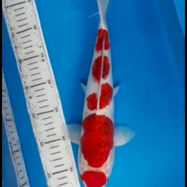 Maruten goromo 40bu