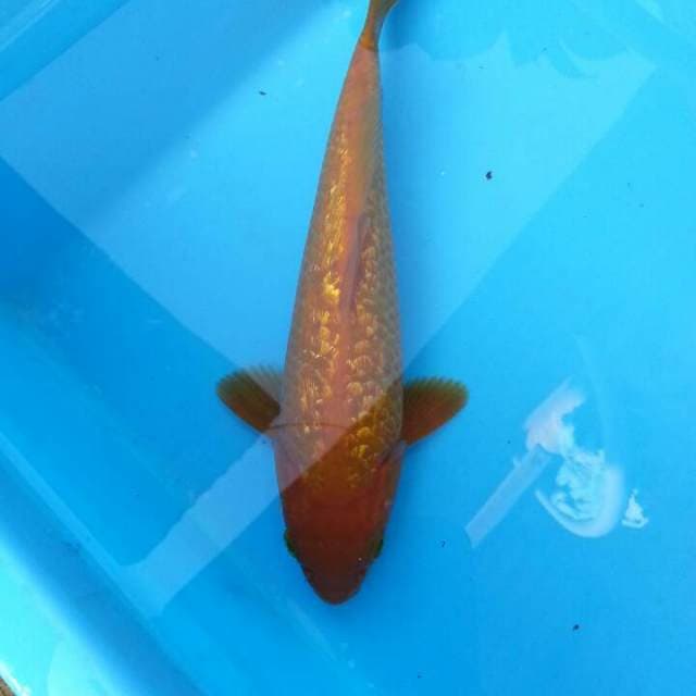Karasi lemon ginrin 24cm