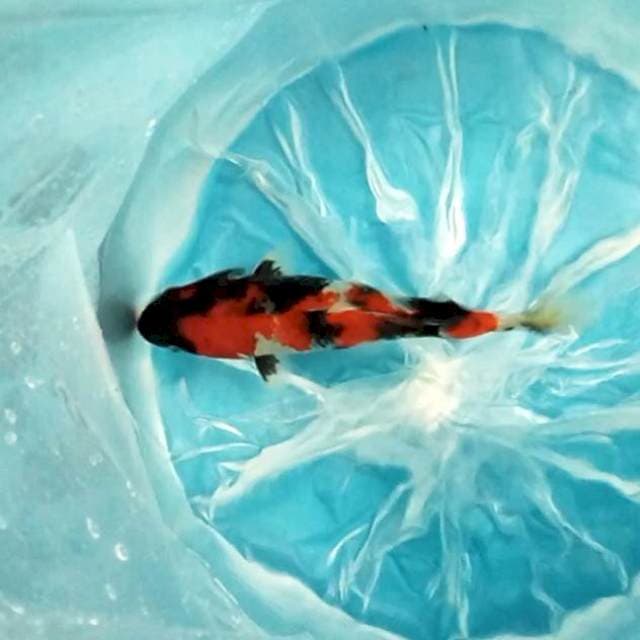 23cm. Showa Shansoku