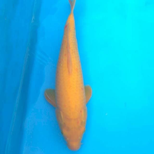 KARASI JUMBO 41 cm