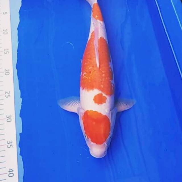 Kohaku#1#
