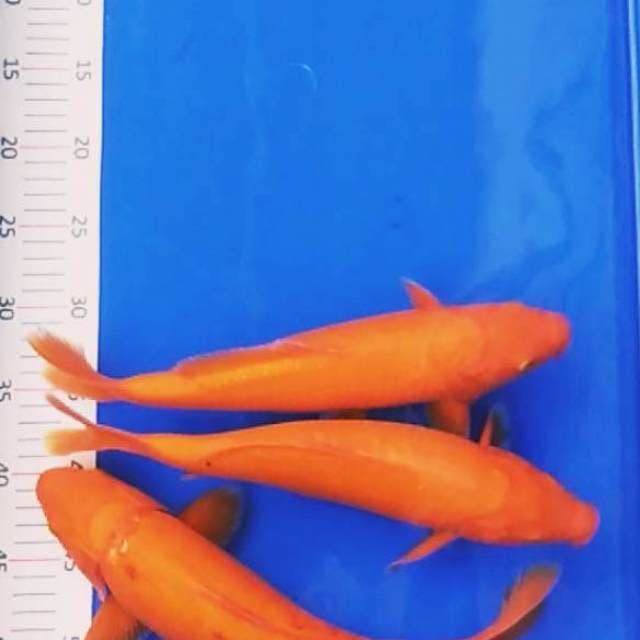 MIX BENIGOI 3EKOR