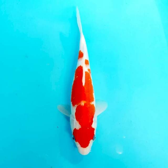 Kohaku merah 27 cm