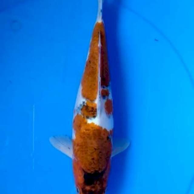 Goromo