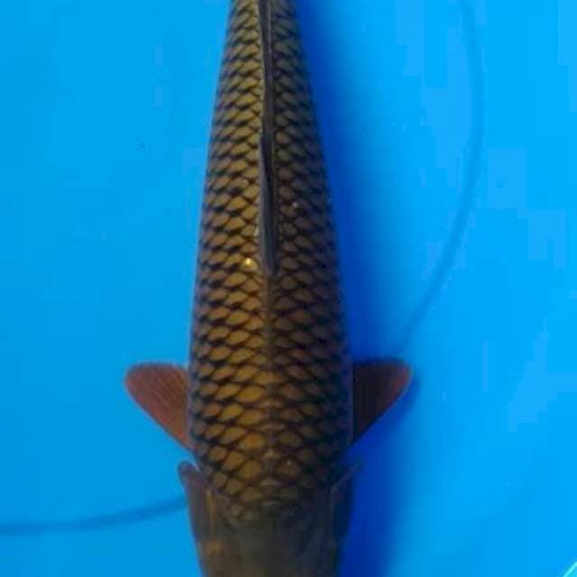 Cagoi midori