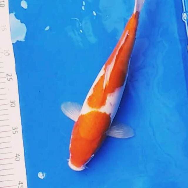 KOHAKU JUMBO
