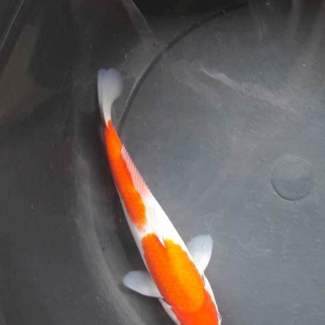 Kohaku 29