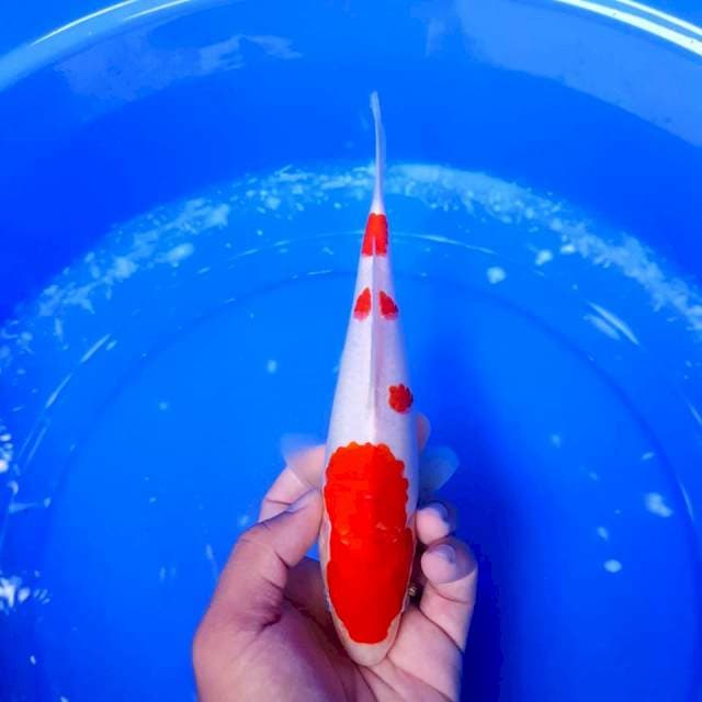 Kohaku size 23cm